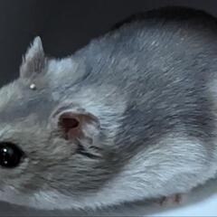 ぶどう、りんごや梨の小枝を譲っていただけませんか？