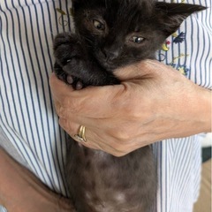 黒（腹部白）子猫　男の子里親募集中！