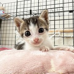 生後２週間、真夏に捨てられた子猫を保護💦お転婆キジ白ちゃん🥰