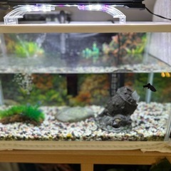 水槽の画像