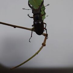 ミヤマクワガタ♂３匹の画像