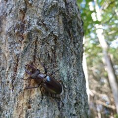 ミヤマクワガタ♂３匹の画像