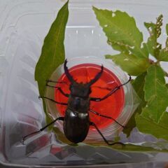 ミヤマクワガタ♂３匹の画像