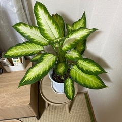 値下げしました‼️観葉植物🪴の画像