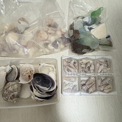 貝殻・シーグラス　お譲りしますの画像