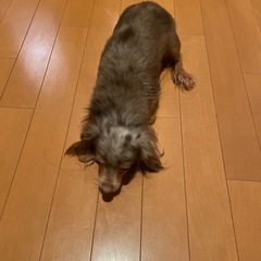 チワワ✖️ダックス　里親募集