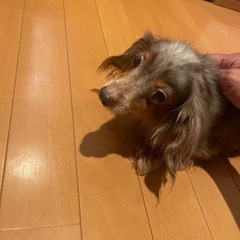 チワワ✖️ダックス　里親募集 − 奈良県