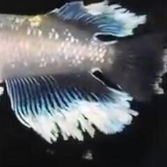 エメキンメダカ　30匹の画像