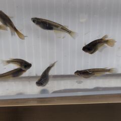 【めだか】サタン（黄ヒレ）　若魚②　♂4、♀3　計7匹の画像