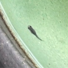 グレー メダカ　５匹の画像