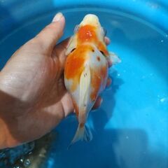 金魚　玉サバ　キャリコ玉サバ　水槽の画像