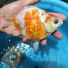 金魚　玉サバ　キャリコ玉サバ　水槽の画像