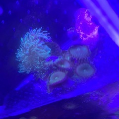 サンゴ　スターポリプ、ボタンポリプの画像