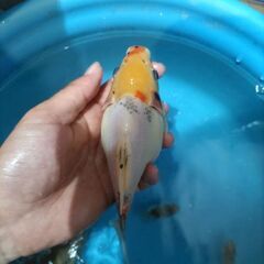 金魚　玉サバ　キャリコ玉サバ　水槽の画像