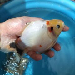 金魚　玉サバ　キャリコ玉サバ　水槽の画像