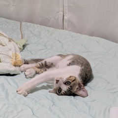 ハンサムなメンズにゃんこ