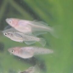 早めの取引限定の方のみ！メダカミックスお譲り致します。！(写真の水槽はつきません！)の画像