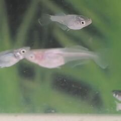 早めの取引限定の方のみ！メダカミックスお譲り致します。！(写真の水槽はつきません！)の画像