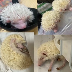 🦔♡ハリネズミちゃん親里募集中♡🦔（アルビノ2匹）かなりの…