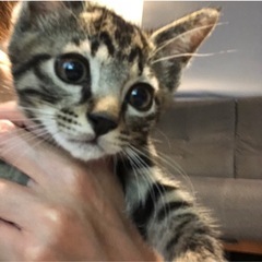 💓里親募集💓