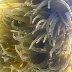 沖縄県産 シライトイソギンチャク 約20cmの画像