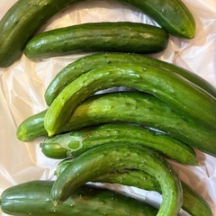 【終了しました】きゅうり【野菜】の画像