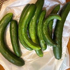【終了しました】きゅうり【野菜】の画像