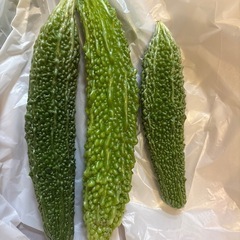 ゴーヤ【終了しました】の画像
