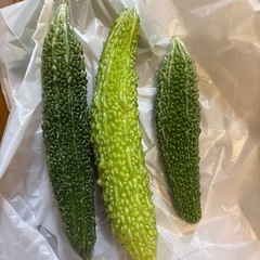 ゴーヤ【終了しました】の画像