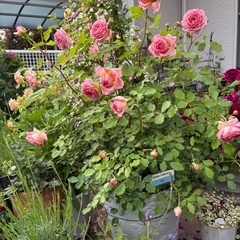 薔薇、お手入れ、栽培、ご相談承ります。当家の庭の見学もどうぞ、の画像