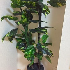 草の画像