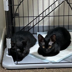 保護子猫の里親募集