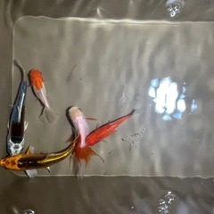 金魚の画像