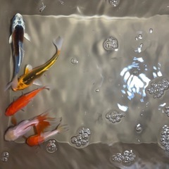 金魚の画像