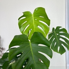 モンステラ　観葉植物の画像