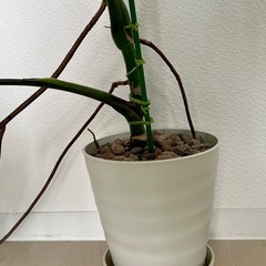 モンステラ　観葉植物の画像