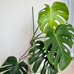 モンステラ　観葉植物の画像