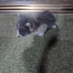 子猫