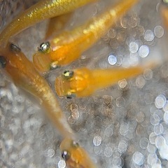 アマテラス めだか 雄2雌5計7匹の画像