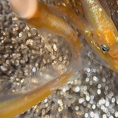 アマテラス めだか 雄2雌5計7匹の画像