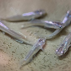 ムラサキ めだか 2ペア の画像