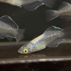 ムラサキ めだか 2ペア の画像