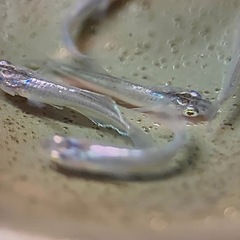 ムラサキ めだか 2ペア の画像