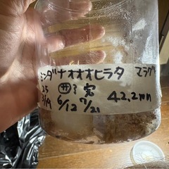 ミンダナオオオヒラタクワガタ　メス単品の画像