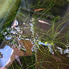 水草差し上げます。コカダナモ、ウォーターコインの画像