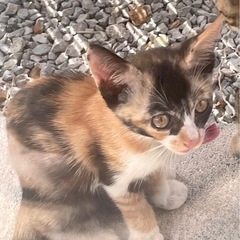 三毛猫の里親さまを募集しています