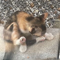 三毛猫の里親さまを募集しています - 猫