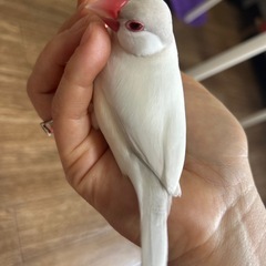 里親になってくれませんか？
