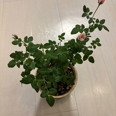 ミニローズ（ピンク）グリーンの鉢植え付き🪴🌹の画像