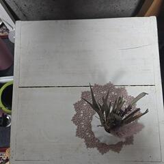 アンティークなサイドテーブルの画像